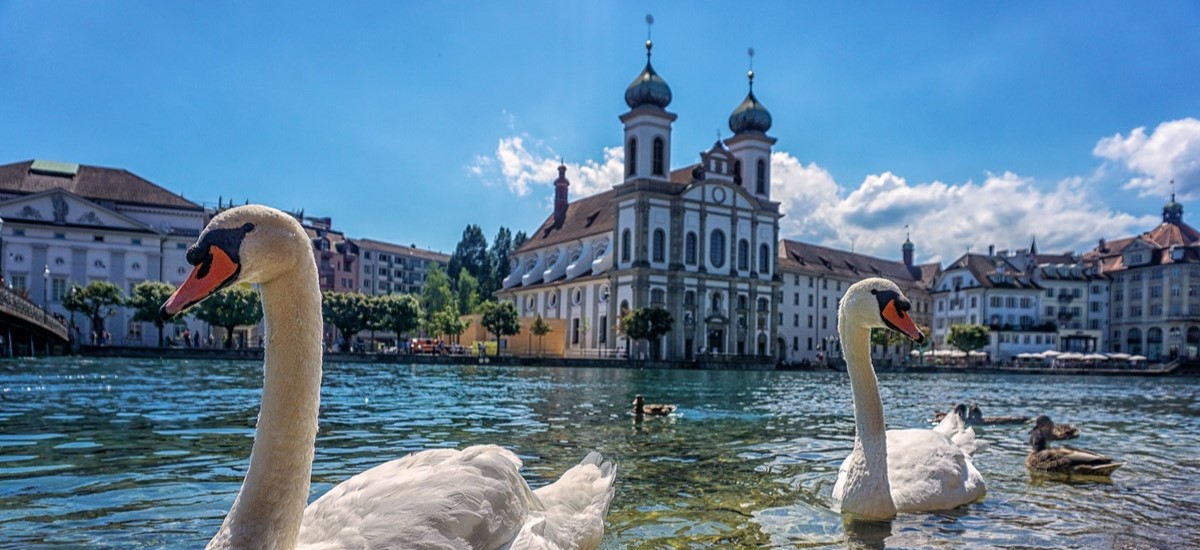 Swans in Prague